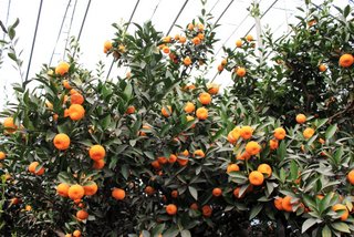 世界一の桜島小みかん