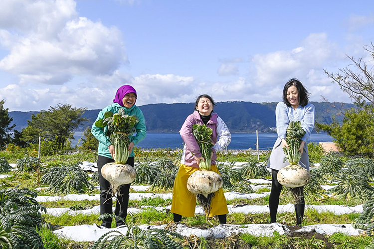 桜島大根の収穫体験